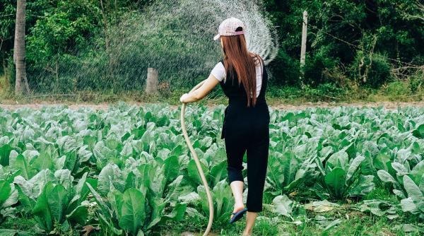 Partea întunecată a idilei toscane: Mii de muncitori străini sunt abuzați la muncă. Româncă: „Sunteți niște sclavi!"