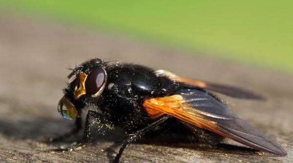 Alertă sanitară în Spania: Tot mai mulți oameni ajung la spital mușcați de musca neagră