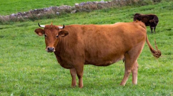 Vaci de rasă furate de pe un câmp. Hoții erau dotați cu un camion cu lift