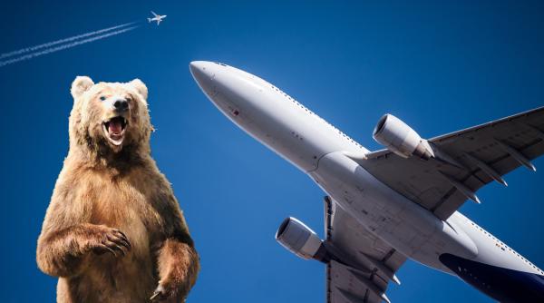 Un urs a scăpat din cușca sa din cala de marfă într-un avion chiar înainte de decolare în Dubai