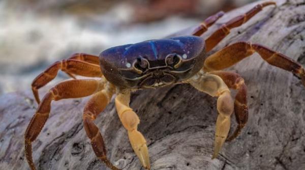 Crabul albastru se răspândește în Marea Adriatică și amenință industria alimentară. Guvernul de la Roma anunță măsuri de urgență