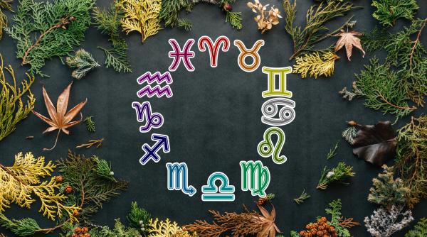 Plantele magice ale zodiacului: Descoperă conexiunile spirituale și vindecătoare. Roinița aduce vindecare pentru Fecioară