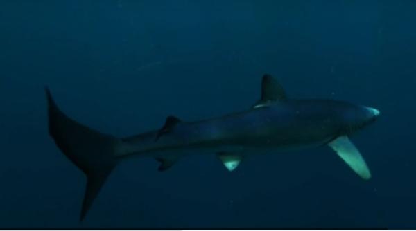 Alertă pe o plajă populară din Spania: Un rechin a fost filmat în timp ce înota printre turiști