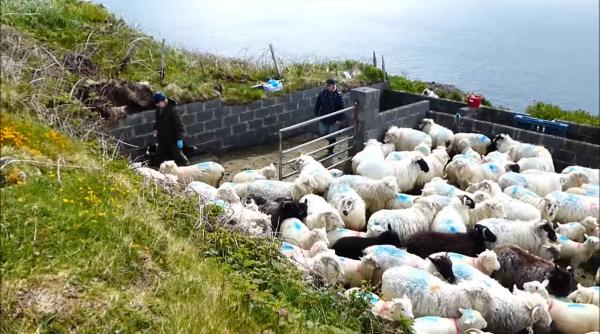 Un bărbat și-a riscat viața pentru a salva o oaie după ce aceasta a rămas blocată pe o stâncă