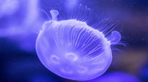 Invazie de meduze în Spania: autoritățile închid plajele de vacanță