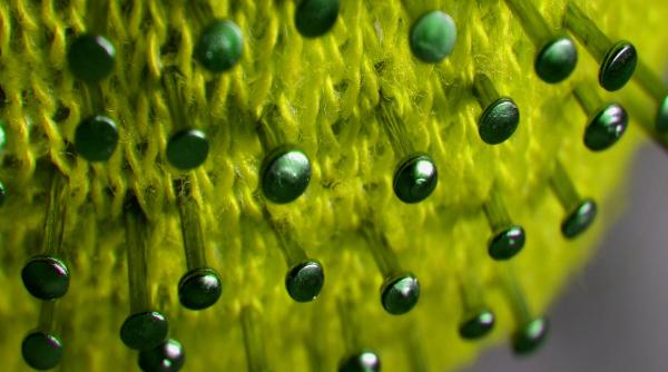 Bacteria Legionella face ravagii: 3 persoane și-au pierdut viața, 71 spitalizate în câteva zile