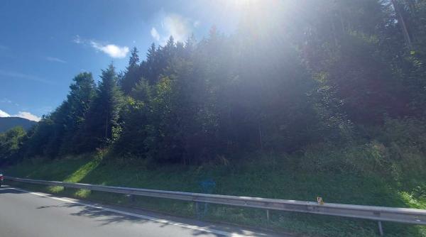 Român, dispariție misterioasă într-o pădure din Germania: Căutat de 70 de oameni, a apărut după trei ore: "Era vizibil în stare de șoc"