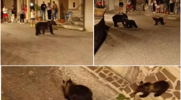 Val de indignare în Italia după uciderea unei ursoaice, după ce și-a scos puii la plimbare pe străzile unui sat