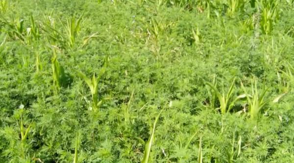 Alergia la Ambrozie: simptome și tratamente naturiste la cea mai des întâlnită alergie