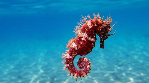 Căluț de mare ucis de un grup de turiști italieni în Ibiza: „L-au aruncat de parcă ar fi fost o jucărie”