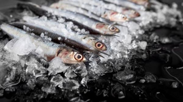 Cea mai mare saramură de peşte oltenească, pregătită la Corabia. Peste 1.000 de participanţi la eveniment