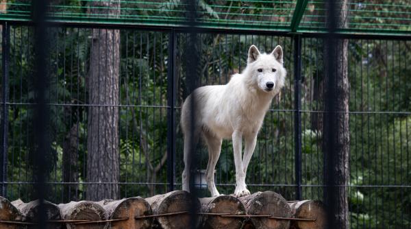 Fetiță mușcată de lup la Grădina Zoologică din Sibiu: Importanța respectării regulilor de siguranță