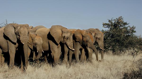 O turmă de elefanți se răzbună pe un vânător după ce unul dintre ei a fost împușcat mortal - VIDEO
