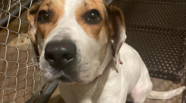 Bilet sfâșietor, găsit de poliție pe zgarda unei cățelușe abandonate. „Vă rog să mă ajutați"