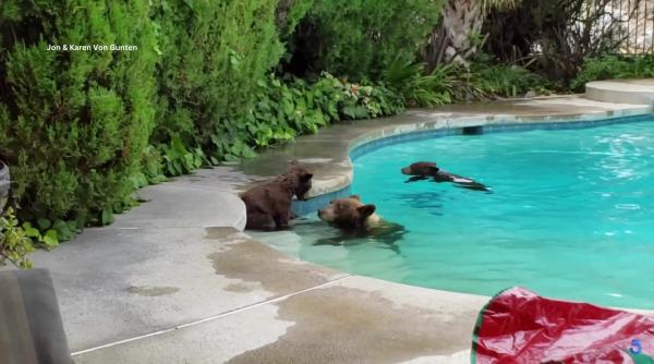 Nu au mai suportat căldura! O ursoaică și puii săi au intrat în piscina unei case - VIDEO