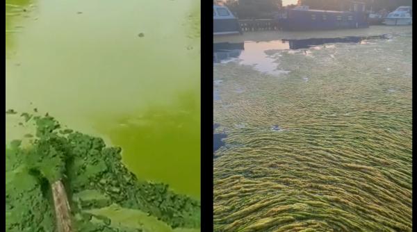 Cel mai mare lac din Marea Britanie s-a transformat într-o mocirlă verde putredă: video impresionant