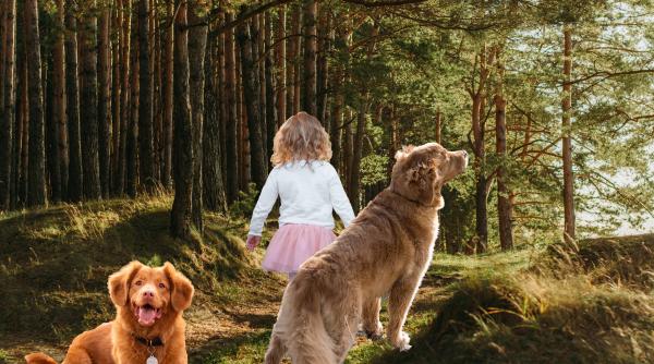 O fetiță dată dispărută a fost găsită dormind în pădure, alături de câiinii ei care o păzeau