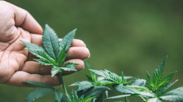 Un profesor român cultiva cannabis într-o seră. Alți doi profesori, implicați și ei în traficul de stupefiante