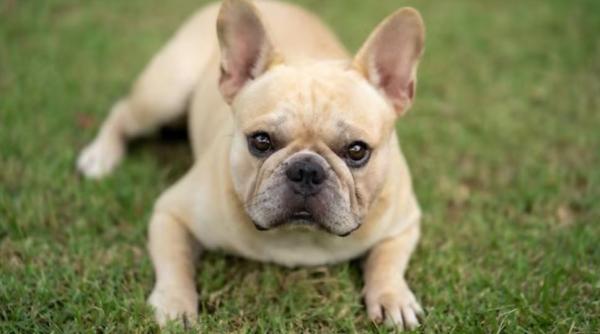 Italia. Un român, la un pas să fi linșat după ce a vrut să fure doi căței de rasă dintr-o curte