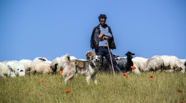 Un cioban român a fost găsit mort într-o fântână din Sicilia. Procuratura face cercetări
