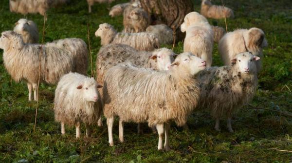 O turmă de oi înfometate din Grecia a mâncat peste 100 de kilograme de marijuana după furtună. "Au avut un comportament ciudat"