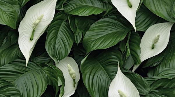 Cum se udă spathiphyllum (Fericirea Femeii) ca să înflorească: rețeta secretă a grădinarilor