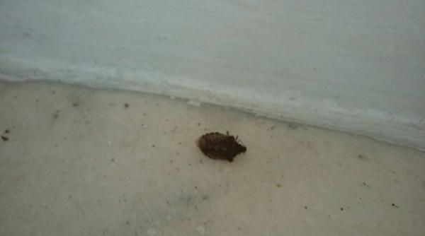 Franța: Parisul invadat de ploșnițe