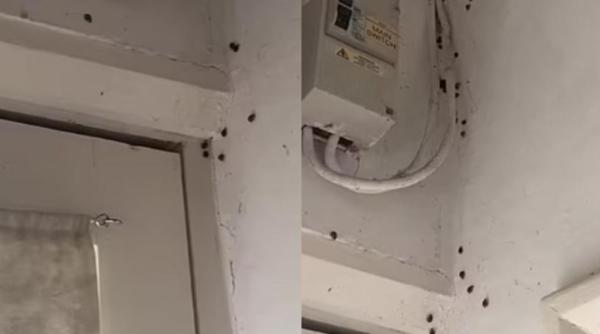 Femeie forțată să fugă de acasă din cauza unei invazii destul de neobișnuite: „Este dezgustător”