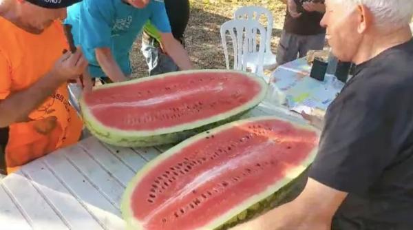 Un spaniol a cultivat un pepene verde de 75,5 kg: Nu există îngrășământ secret sau miraculos!