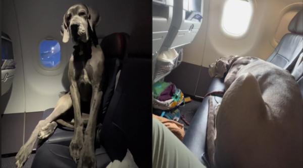 Proprietarul unui câine a fost nevoit să plătească trei locuri pentru ca patrupedul să poată călători cu el în avion