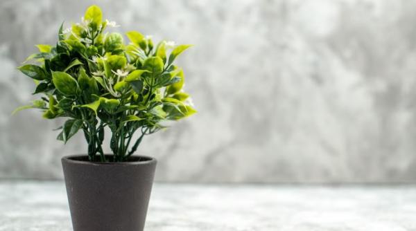 O româncă din Italia a aruncat un ghiveci în capul unei vecine. Femeia și-a aflat pedeapsa