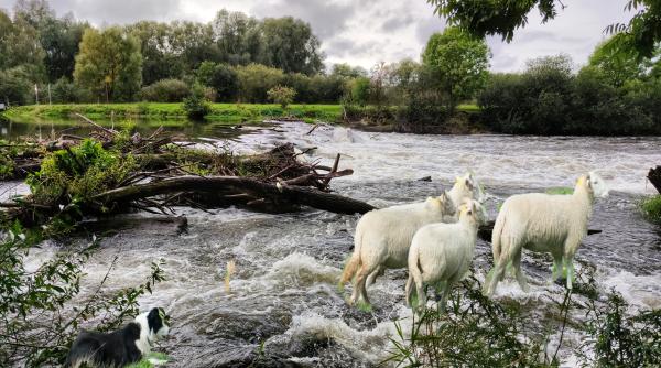 Moment emoționant: Un câine ciobănesc a salvat trei oi izolate de apele inundațiilor provocate de furtuna Babet