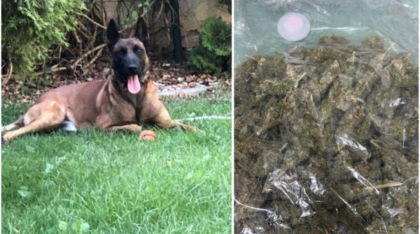 Peste 1 kg de canabis, descoperit în mansarda unei locuinţe din Satu Mare cu ajutorul câinelui Athos