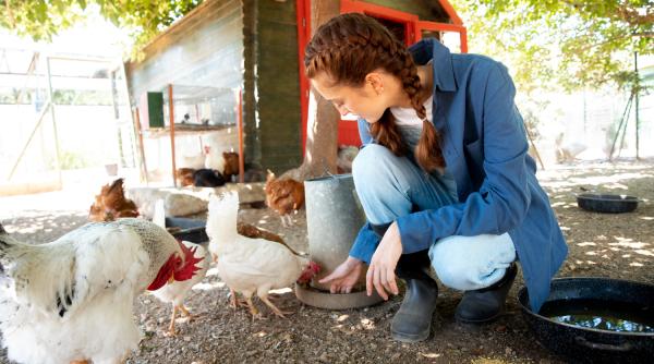 Gripa aviară revine: România şi Bulgaria raportează focare, în timp ce Europa se confruntă cu un nou val al virusului (WOAH)
