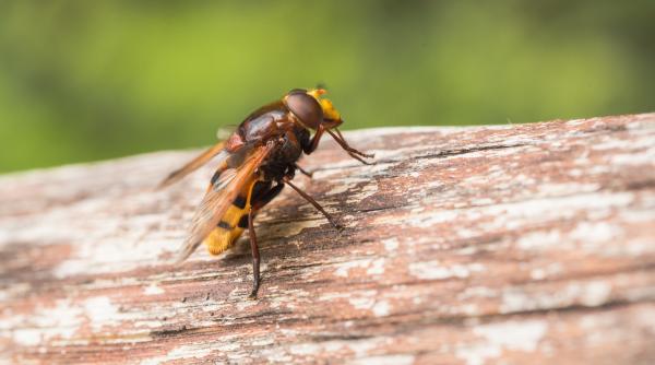Viespea Germană, cuib record: 100.000 de insecte într-un depozit de lângă Roma. Trei persoane în vârstă în pericol