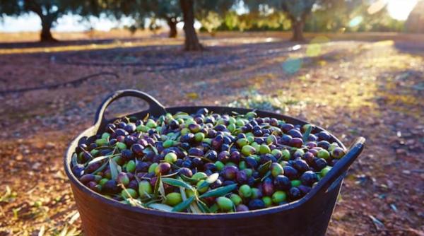 Doi bărbați din Spania au furat o dubă încărcată cu peste 600 kilograme de măsline. Hoții, prinși la scurt timp după jaf