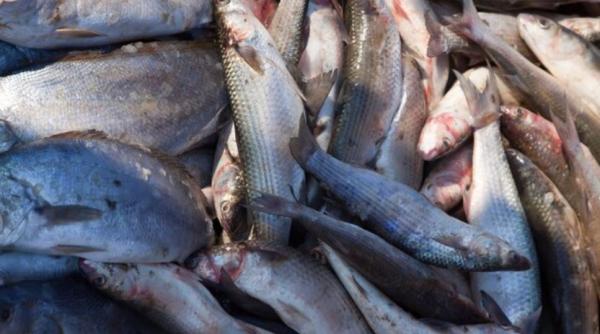 Un român prins cu sute de kilograme de pește în mașină. Polițiștii de frontieră au reacționat imediat