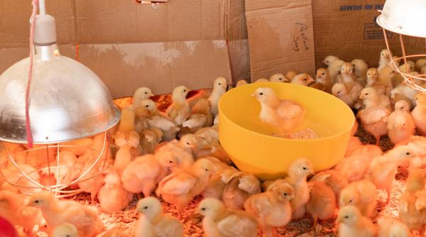 Masacru de găini la o fermă din Italia. Hoții de cupru au lăsat fără oxigen 240.000 de păsări