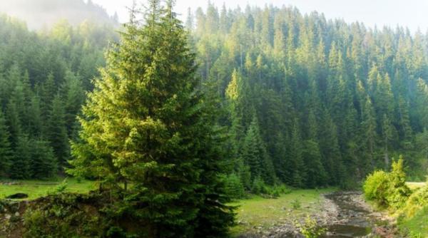 Un brad de 115 ani, tăiat în Italia și donat Vienei pentru Crăciun. Activiștii de mediu: Este inacceptabil!