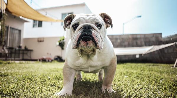 Demonstrație sfâșietoare de loialitate a unui câine la înmormântarea stăpânului: „Și-a sprijinit capul de sicriul lui"