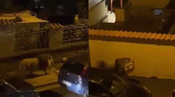 Un leu a evadat de la circ și se plimbă print-un oraș din Italia. Primarul: „Nu ieșiți din casă!” 