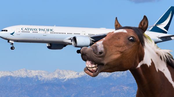 Cal scăpat dn cala de marfă în avion. Echipajul forțat să aterizeze de urgență 