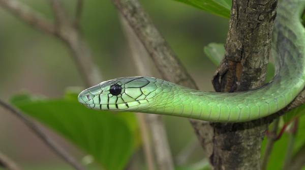 Alertă într-un oraş din Olanda: Un șarpe mamba verde, 'extrem de veninos', a evadat și se află în libertate