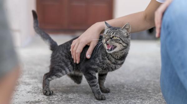 Român din Italia, salvat de la moarte de pisica sa. Animalul l-a trezit cu câteva momente înainte să izbucnească un incendiu