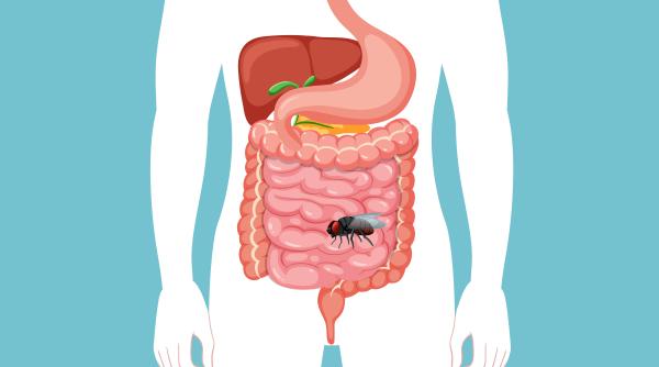 Descoperire incredibilă în timpul unei colonoscopii: Medicii au găsit o muscă vie în intestinele unui bărbat