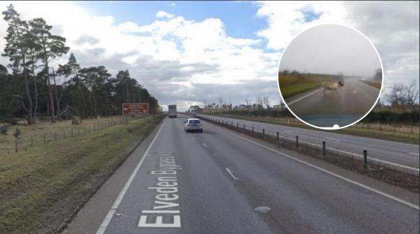 Autostradă din Anglia, închisă din cauza renilor. Șoferii au făcut haz de necaz: "Să le spună cineva că e cu trei săptămâni prea devreme"