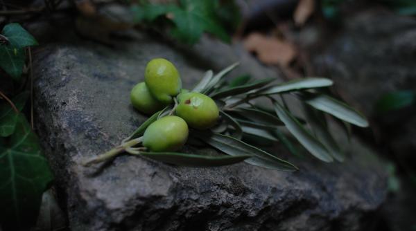 Prețul uleiului de măsline explodează pe fondul secetei din Spania