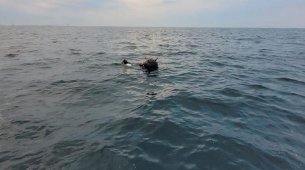 Anglia trimite nave în Marea Neagră care să detecteze minele marine rusești