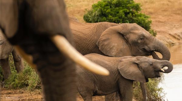 Seceta din Zimbabwe a ucis cel puțin 100 de elefanți. Expert: Schimbările climatice amenință conservarea resurselor naturale ale regiunii