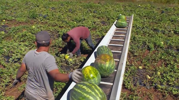 Italia. Muncitor sezonier, mort în timp ce culegea pepeni, din cauza arșiței; patronii l-au aruncat în fața unui spital: arestați pentru omor și exploatare